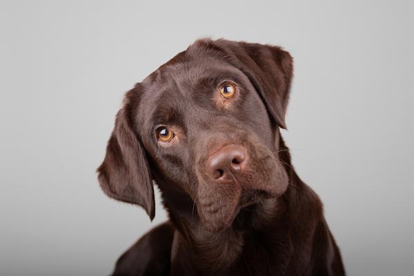 Chocolate Labrador retriever with a tilted head, looking curious against a gray background.